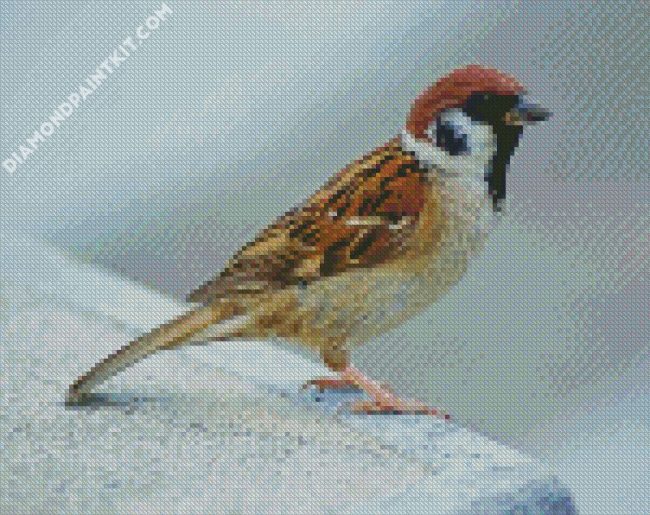 Aesthetic Sparrow Bird diamond painting