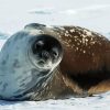 Antarctica Seal diamond painting