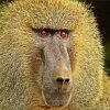 Baboon Monkey Animal diamond painting