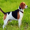 Beagle Dog Breed diamond painting