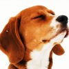Beagle Dog Head diamond painting