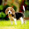 Beagle Dog Puppy diamond painting