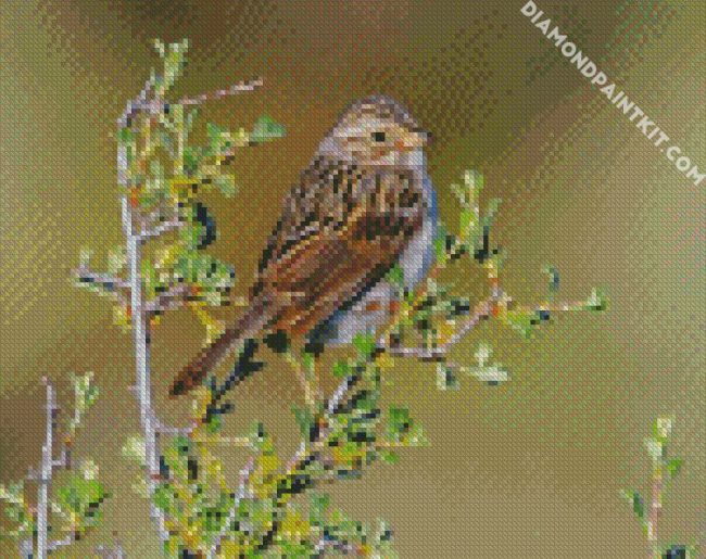 Beautiful Sparrow Bird diamond painting