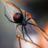 black widow spider diamond painting
