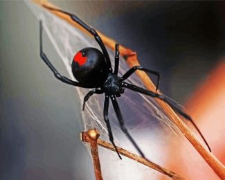 black widow spider diamond painting