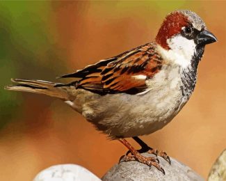 Brown Sparrow Bird diamond painting
