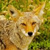 Coyote Animal diamond painting