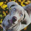 Cute Weimaraner Puppy diamond painting