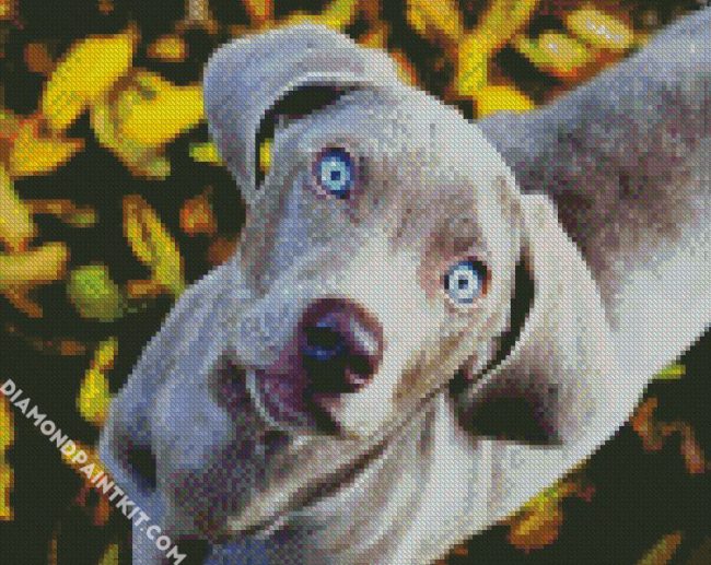 Cute Weimaraner Puppy diamond painting