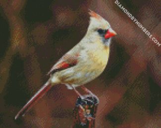 Female Cardinal Bird diamond painting