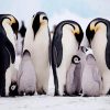 Penguins Family diamond painting
