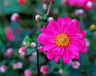 Pink Flower Anemone diamond painting