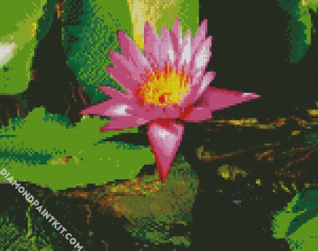 Pink Water Lilly diamond painting