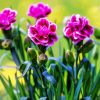 Purple Carnations Flowers diamond painting