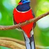 Red Trogon Bird Animal diamond painting