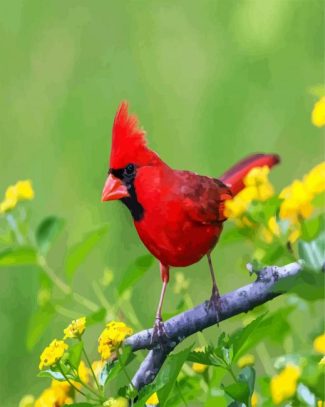 Red Cardinal Bird diamond painting