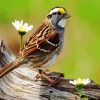 Sparrow Bird And Flowers diamond painting