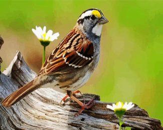 Sparrow Bird And Flowers diamond painting