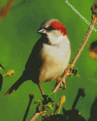Sparrow Bird Animals diamond painting