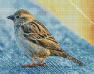Sparrow Bird Animal diamond painting