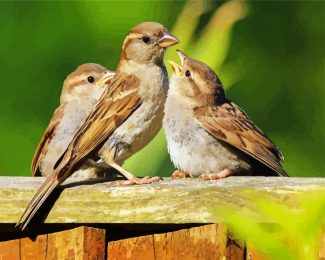 Sparrow Birds diamond painting