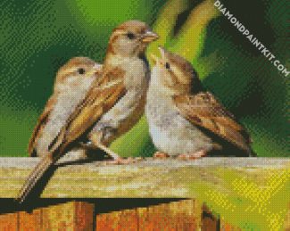 Sparrow Birds diamond painting