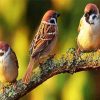 Sparrows Birds diamond painting