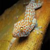 Tokay Gecko Lizard Reptile diamond painting