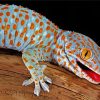 Tokay Gecko diamond painting