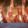 Tollers Dogs diamond painting