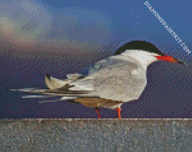 Sternidae Tern Bird diamond painting