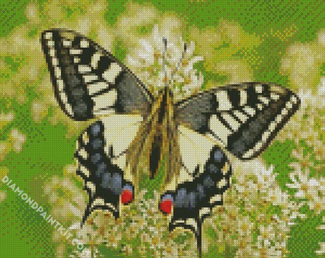 Swallowtail diamond painting
