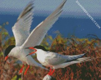 Aesthetic Sternidae Tern Birds diamond painting