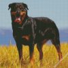 Aesthetic Black Rottweiler diamond painting