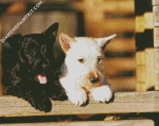 Black And White Scottish Terriers diamond painting
