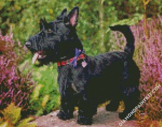 Black Scottish Terrier diamond painting