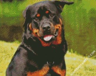Rottweiler Dog diamond painting