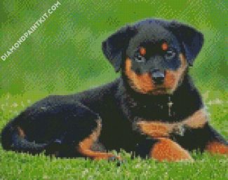 Rottweiler Puppy diamond painting