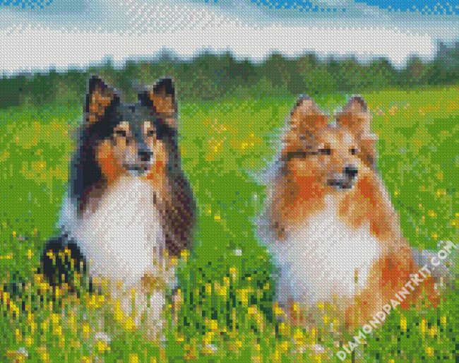 Sheepdogs diamond painting