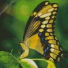 Anise Swallowtail Butterfly diamond painting