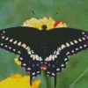 Black Swallowtail diamond painting