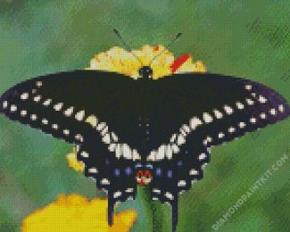 Black Swallowtail diamond painting