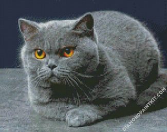 Scottish Fold Cat diamond painting