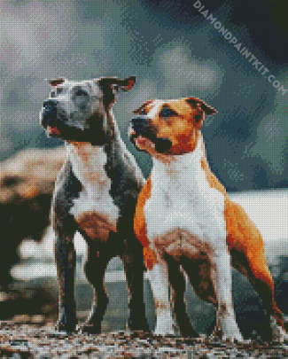 American Staffordshire Terrier Dogs diamond painting