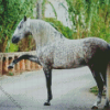 Andalusian Horse Animal diamond painting