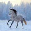 Andalusian Horse In The Snow diamond painting