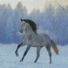 Andalusian Horse In The Snow diamond painting