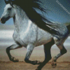 Andalusian Horse Running diamond painting