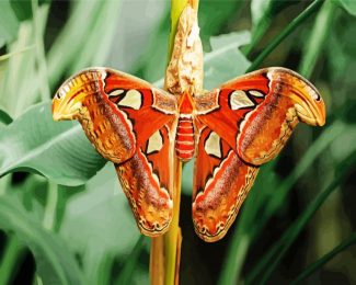 Atlas Moth Butterfly diamond painting