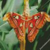 Atlas Moth Butterfly diamond painting
